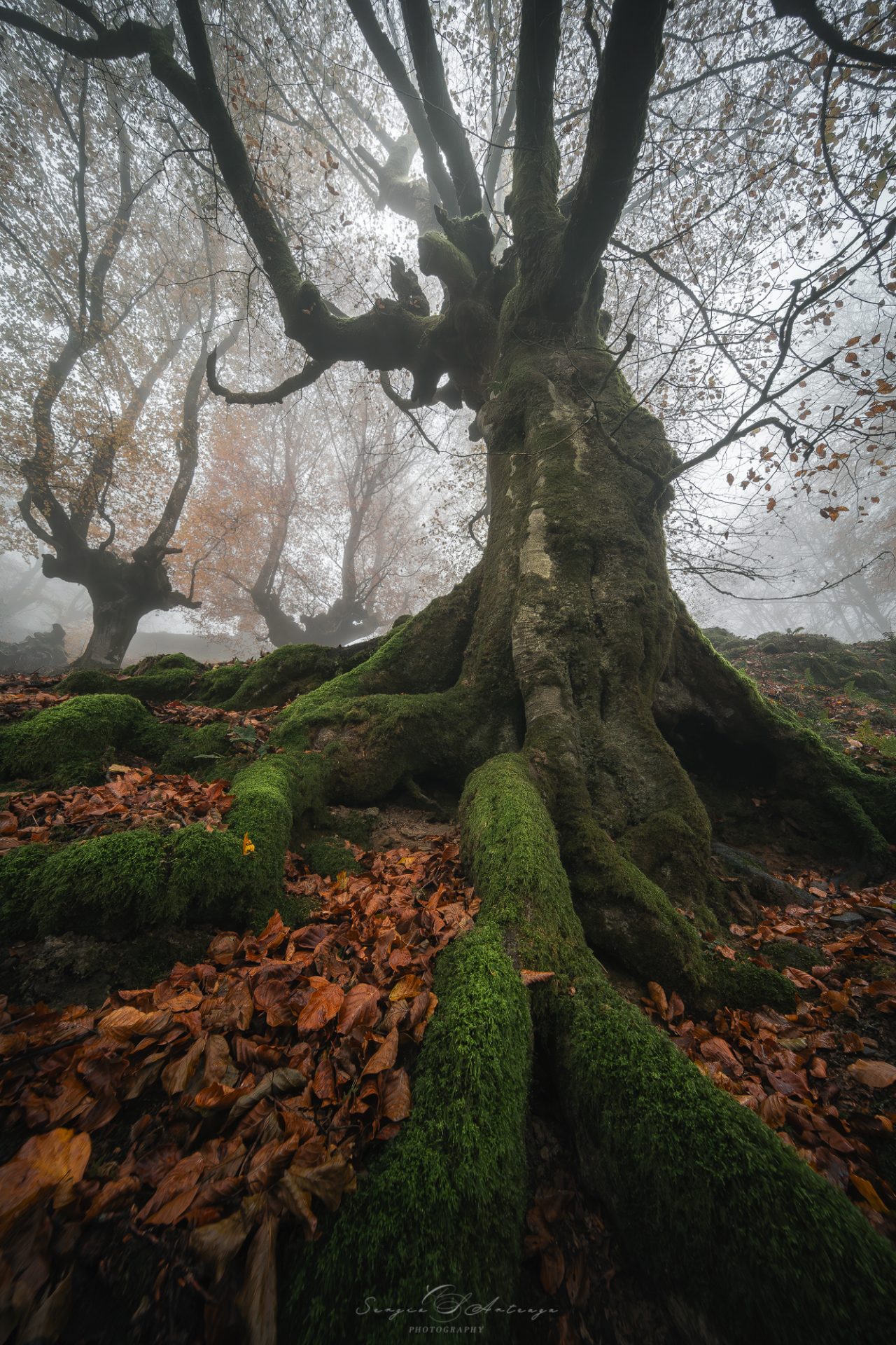 fotografía paisaje bosque otoño fotografía país vasco hayedo belaustegui