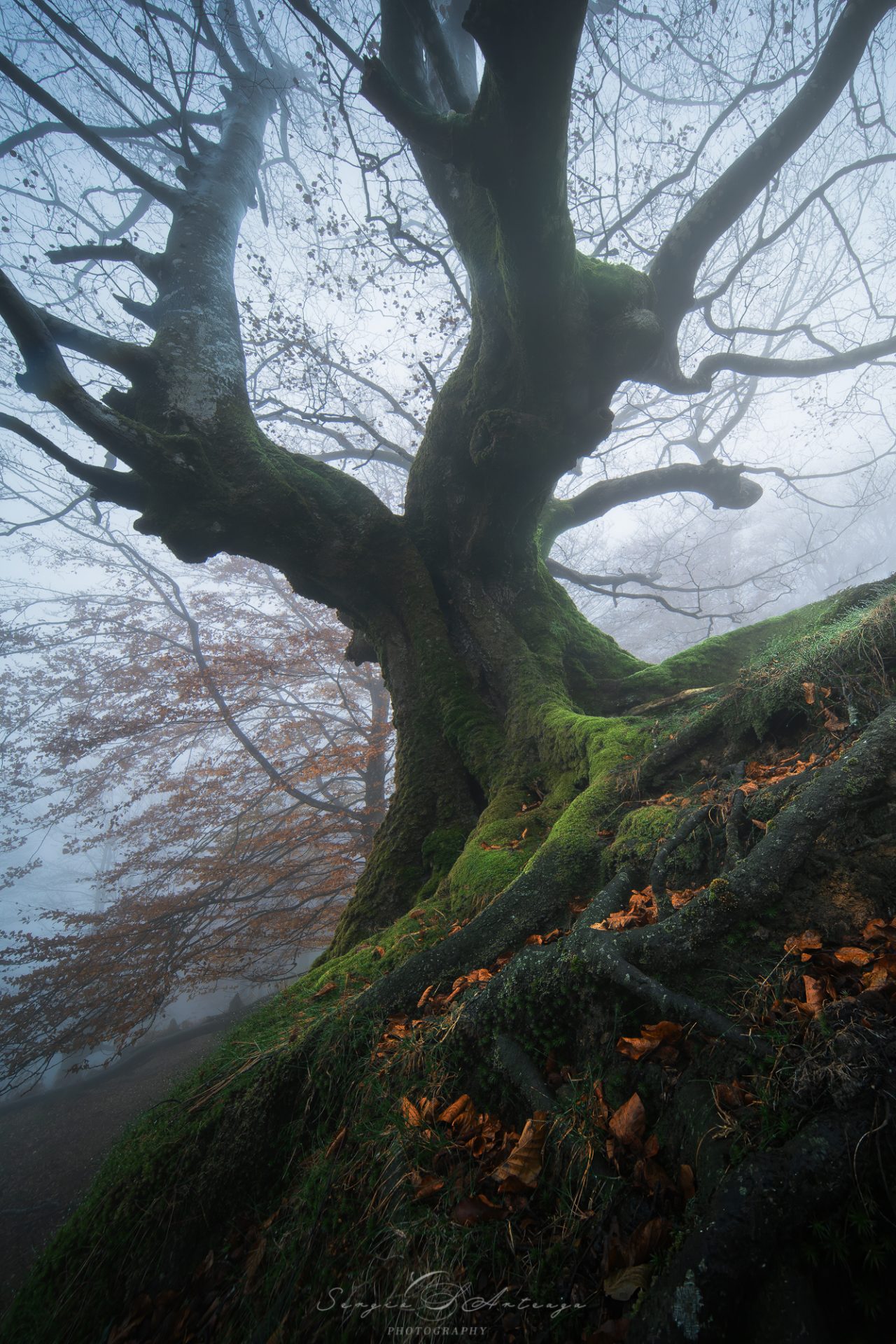 hayedo de balaustegui niebla bosque fotografía de paisaje fotografía de naturaleza