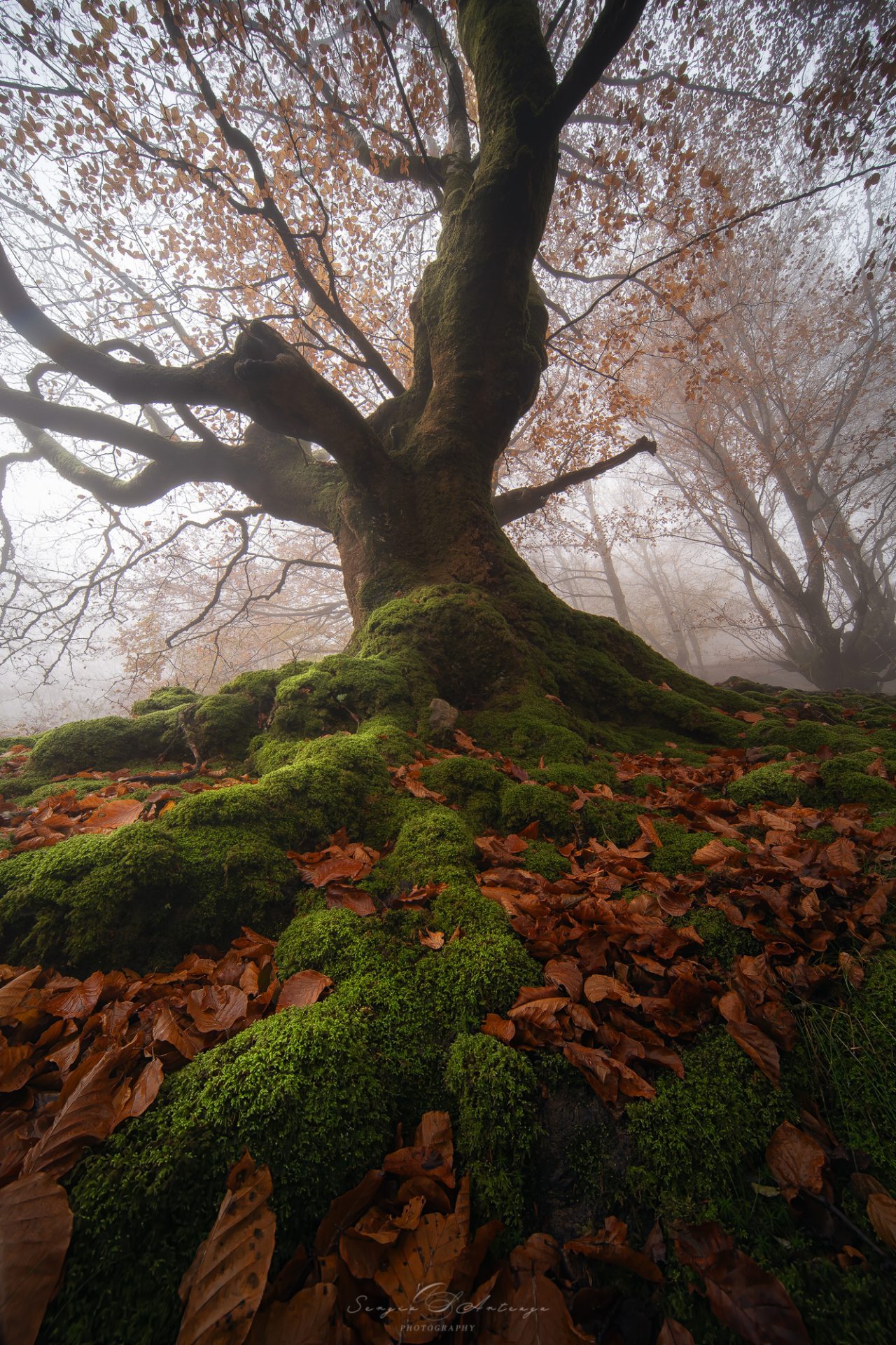 hayedo de belaustegui niebla otoño fotografia de paisaje fotografia de naturaleza