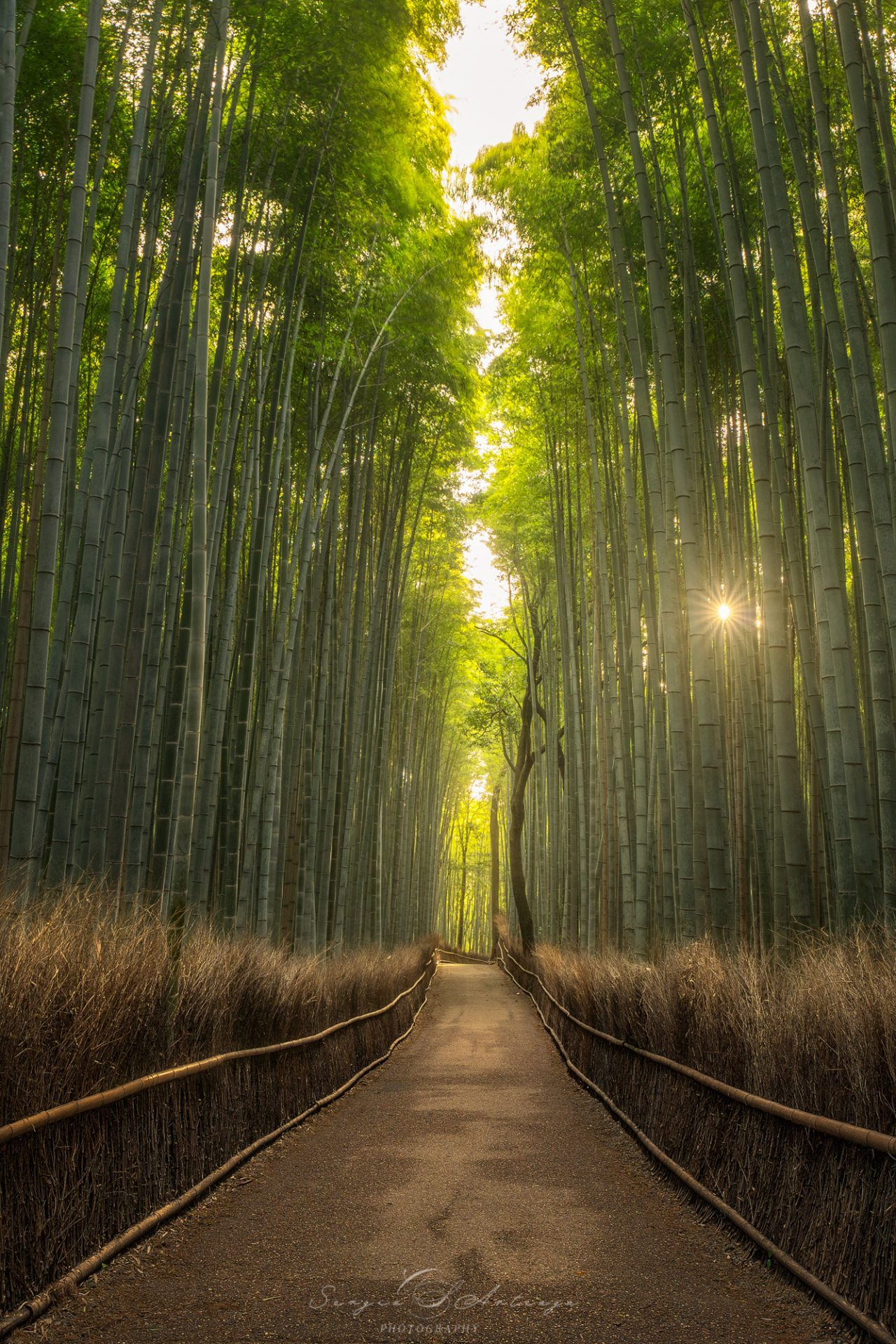 Arashiyama forest bamboo bosque bambu